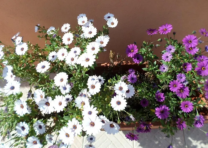 ### Sulla Al Poetto ### *